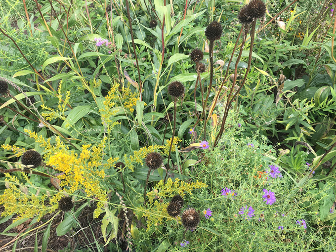 The Horticulture Blog. Des Plaines Park District horticulturalist Liz Vogel.