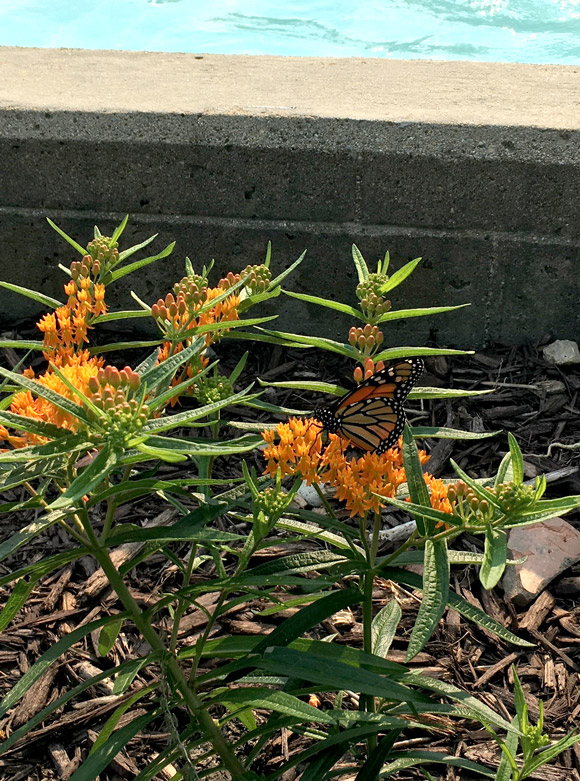 The Horticulture Blog. Des Plaines Park District horticulturalist Liz Vogel - On Butterflies