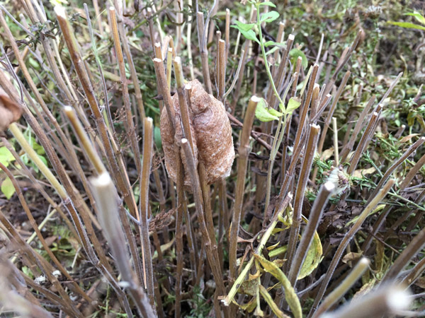 The Horticulture Blog - Praying mantis egg case attached to the stem of Calamintha nepeta within the foundation garden at Prairie Lakes Park.