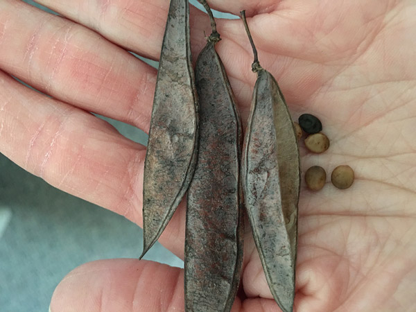 The Horticulture Blog - Cercis Canadensis (eastern redbud) seeds that will be pre-treated before sowing.